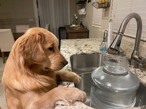 Golden retriever curiously looking at a water dispenser in a kitchen sink, highlighting the importance of water conservation and plumbing maintenance.