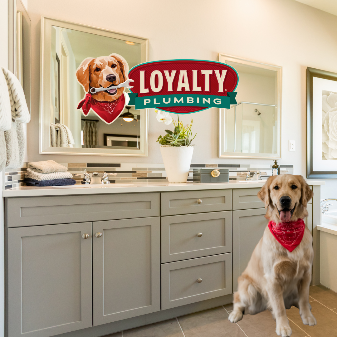 Golden retriever wearing a red bandana in a modern bathroom with Loyalty Plumbing logo above a vanity, featuring a potted plant and neatly arranged towels.